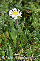 Alpenmasslieb (Aster bellidiastrum) (F184087)