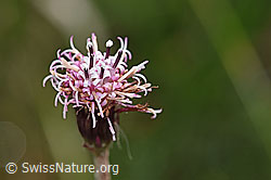 Alpenlattich (Homogyne alpina) (F184093) Alpenlattich (Homogyne alpina) (F184093)