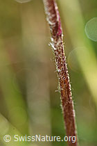 Alpenlattich (Homogyne alpina) (F184095) Alpenlattich (Homogyne alpina) (F184095)