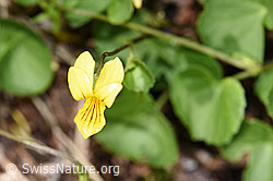 Gelbes Berg-Veilchen (Viola biflora) (F184100) Gelbes Berg-Veilchen (Viola biflora) (F184100)
