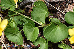Gelbes Berg-Veilchen (Viola biflora) (F184102) Gelbes Berg-Veilchen (Viola biflora) (F184102)