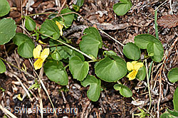 Gelbes Berg-Veilchen (Viola biflora) (F184103) Gelbes Berg-Veilchen (Viola biflora) (F184103)