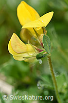 Gewöhnlicher Hornklee (Lotus corniculatus) (F184108)