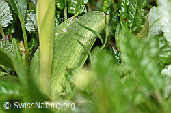 Coeloglossum viride (F184118)