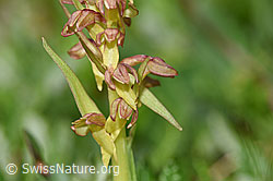 Grüne Hohlzunge (Coeloglossum viride) (26.06.2021, F184125)