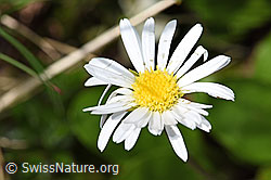 Alpenmasslieb (Aster bellidiastrum) (26.06.2021, F184128)