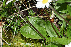 Alpenmasslieb (Aster bellidiastrum) (F184129)