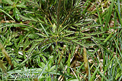 Foto: Weisse Alpen-Anemone (Pulsatilla alpina)