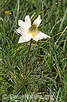 Weisse Alpen-Anemone (Pulsatilla alpina) (26.06.2021, F184140)