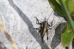 Gebirgs-Beissschrecke (Metrioptera saussuriana) (F184142) Gebirgs-Beissschrecke (Metrioptera saussuriana) (F184142)