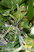 Foto: Augenwurz (Athamanta cretensis)