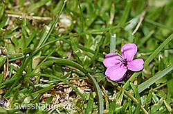 Kalk-Polsternelke (Silene acaulis) (26.06.2021, F184165)