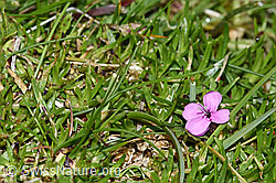 Silene acaulis (F184166)