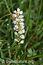 Knöllchen-Knöterich (Polygonum viviparum) (26.06.2021, F184187)