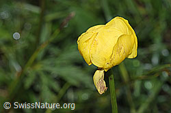 Trollblume (Trollius europaeus) (26.06.2021, F184191)