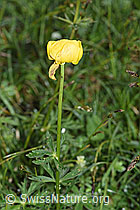 Trollblume (Trollius europaeus) (26.06.2021, F184193)