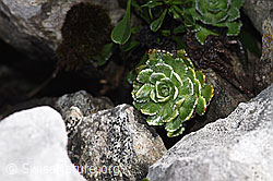 Trauben-Steinbrech (Saxifraga paniculata) (26.06.2021, F184202)
