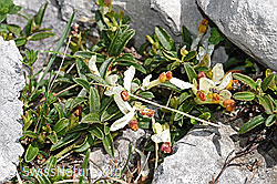 Buchsblättrige Kreuzblume (Polygala Chamaebuxus) (26.06.2021, F184204)