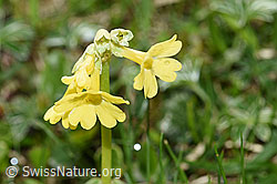 Flühblümchen (Primula auricula) (F184214)