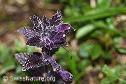Alpenhelm (Bartsia alpina) (26.06.2021, F184218)