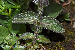 Bartsia alpina (F184220)