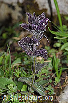 Alpenhelm (Bartsia alpina) (26.06.2021, F184221)