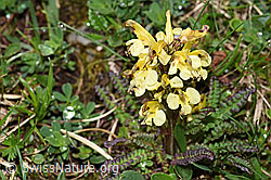 Buntes Läusekraut (Pedicularis oederi) (F184223) Buntes Läusekraut (Pedicularis oederi) (F184223)