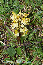 Buntes Läusekraut (Pedicularis oederi) (F184224) Buntes Läusekraut (Pedicularis oederi) (F184224)