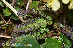 Buntes Läusekraut (Pedicularis oederi) (F184225) Buntes Läusekraut (Pedicularis oederi) (F184225)