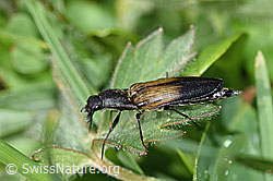 Kupferfarbener Kammhorn-Schnellkäfer (Ctenicera cuprea) (26.06.2021, F184238)