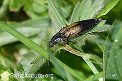 Kupferfarbener Kammhorn-Schnellkäfer (Ctenicera cuprea) (F184239)