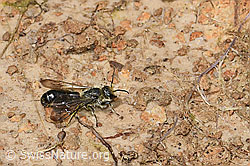 Hahnenfuss-Scherenbiene (Chelostoma florisomne) (26.06.2021, F184242)