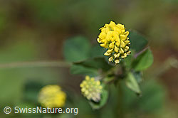 Hopfenklee (Medicago lupulina) (F184244) Hopfenklee (Medicago lupulina) (F184244)