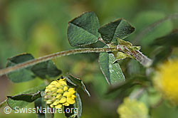 Hopfenklee (Medicago lupulina) (F184246) Hopfenklee (Medicago lupulina) (F184246)