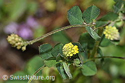 Hopfenklee (Medicago lupulina) (F184247) Hopfenklee (Medicago lupulina) (F184247)