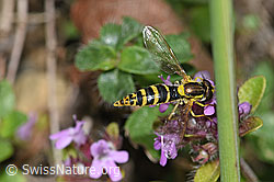 Gewöhnliche Langbauchschwebfliege (Sphaerophoria scripta) an Vielhaariger Thymian (Thymus polytrichus) (26.06.2021, F184249)