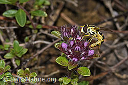 Sphaerophoria scripta on Thymus praecox ssp. polytrichus) (F184266) Sphaerophoria scripta on Thymus praecox ssp. polytrichus) (F184266)