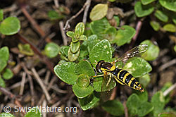 Sphaerophoria scripta (F184271)
