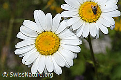 Gewöhnliche Wiesen-Margerite (Leucanthemum vulgare) (26.06.2021, F184273)