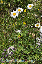 Gewöhnliche Wiesen-Margerite (Leucanthemum vulgare) (26.06.2021, F184276)