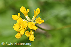 Schopfiger Hufeisenklee (Hippocrepis comosa) (26.06.2021, F184279)