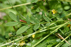 Hippocrepis comosa (F184281)