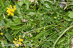 Schopfiger Hufeisenklee (Hippocrepis comosa) (26.06.2021, F184282)