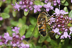 Eristalis pertinax on Thymus praecox ssp. polytrichus (F184286)