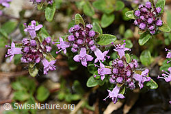 Thymus polytrichus (F184290)