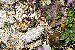 Thymus polytrichus (F184292)