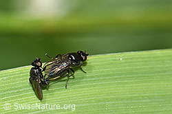 Photo: Siphonella oscinina