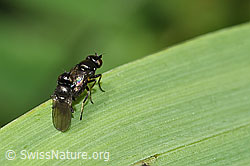 Photo: Siphonella oscinina