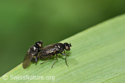 Photo: Siphonella oscinina