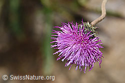 Gewöhnliche Berg-Distel (Carduus defloratus ssp. defloratus) (F184311) Gewöhnliche Berg-Distel (Carduus defloratus ssp. defloratus) (F184311)